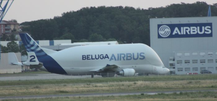 Beluga Tolosa