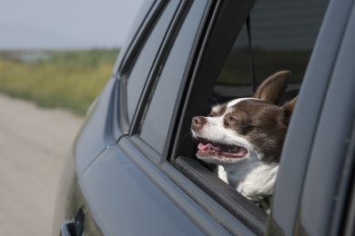 cani gatti auto noleggio