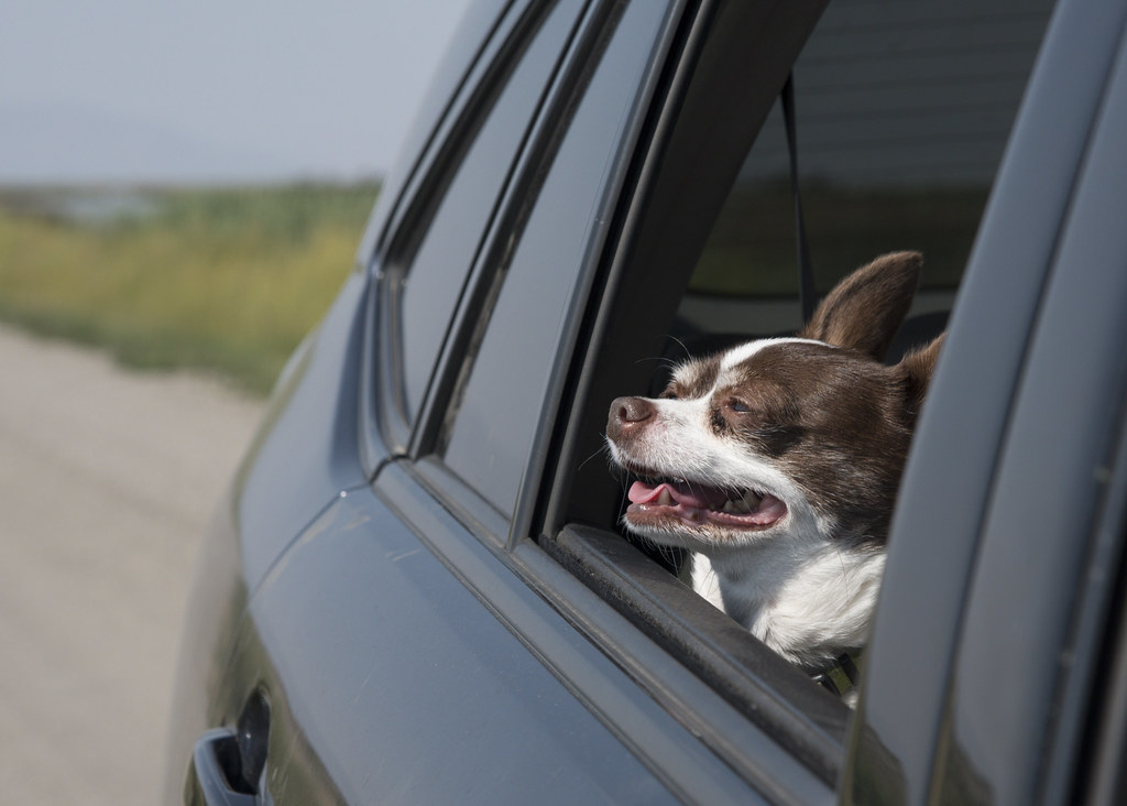 cani gatti auto noleggio