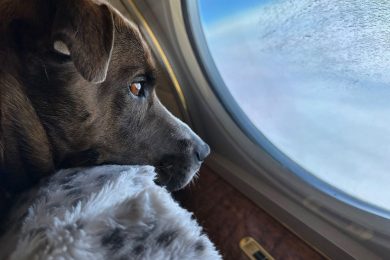 k9 jets