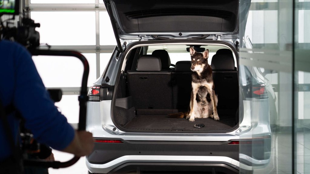 auto a noleggio animali e cani