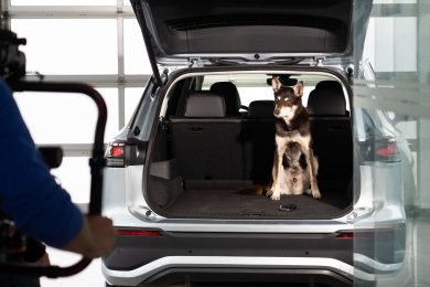 auto a noleggio animali e cani