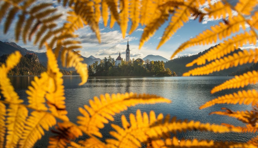 foliage-bled